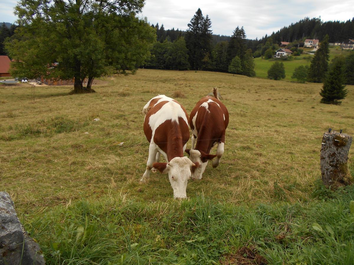 Appartement La Timoniere Gérardmer Buitenkant foto